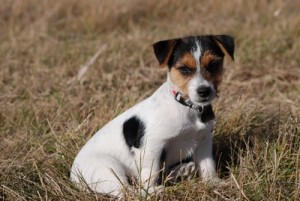 Le Jack Russell